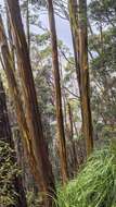 Image of Eucalyptus subcrenulata Maiden & Blakely