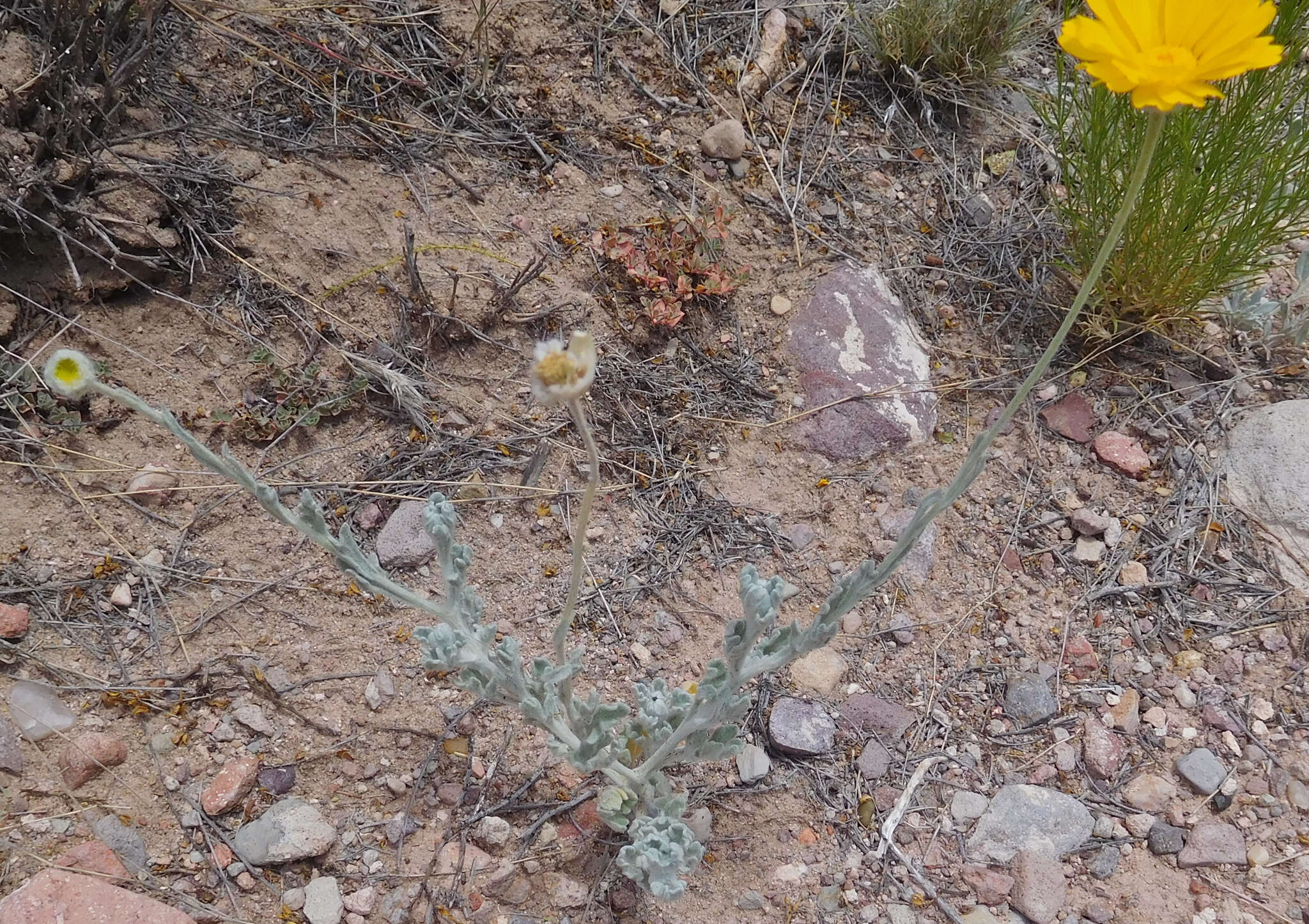 Image of desert marigold