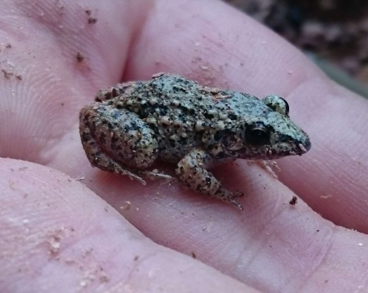 Image of Napo Tropical Bullfrog