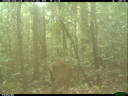 Image of South American Brown Brocket