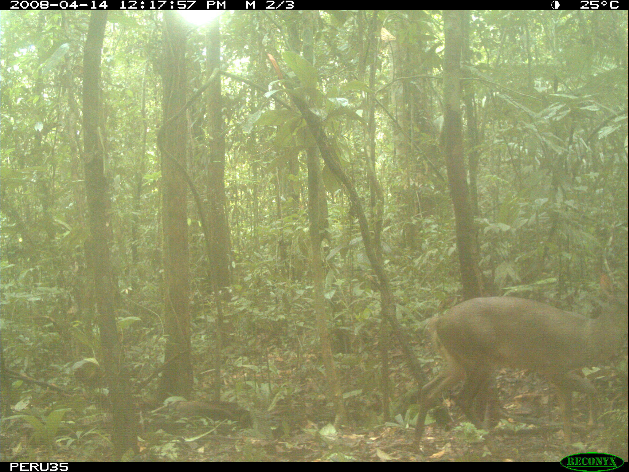 Image of South American Brown Brocket