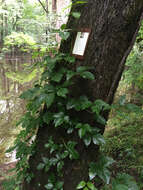 Image of eastern poison ivy