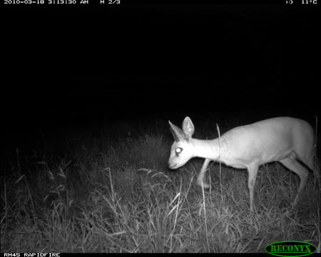 Image of Steenbok