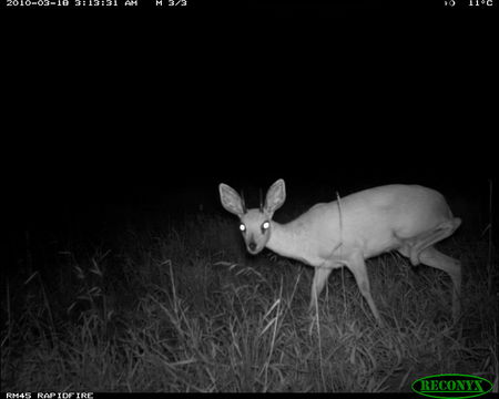 Image of Steenbok