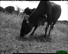 Image of Cow