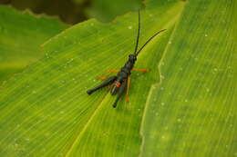 Piezops ensicornis (Stål 1878)的圖片