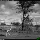 Image of Kori Bustard