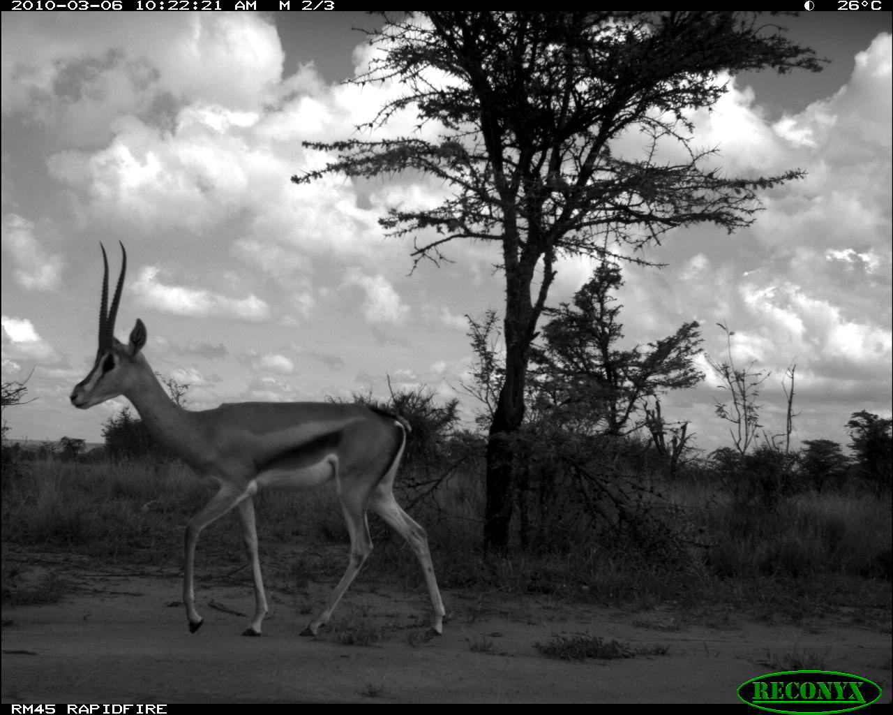 Image of Thomson's Gazelle