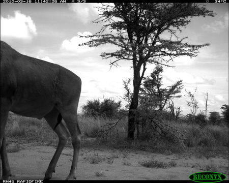 Image of Hartebeest