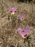 Image of redspot clarkia