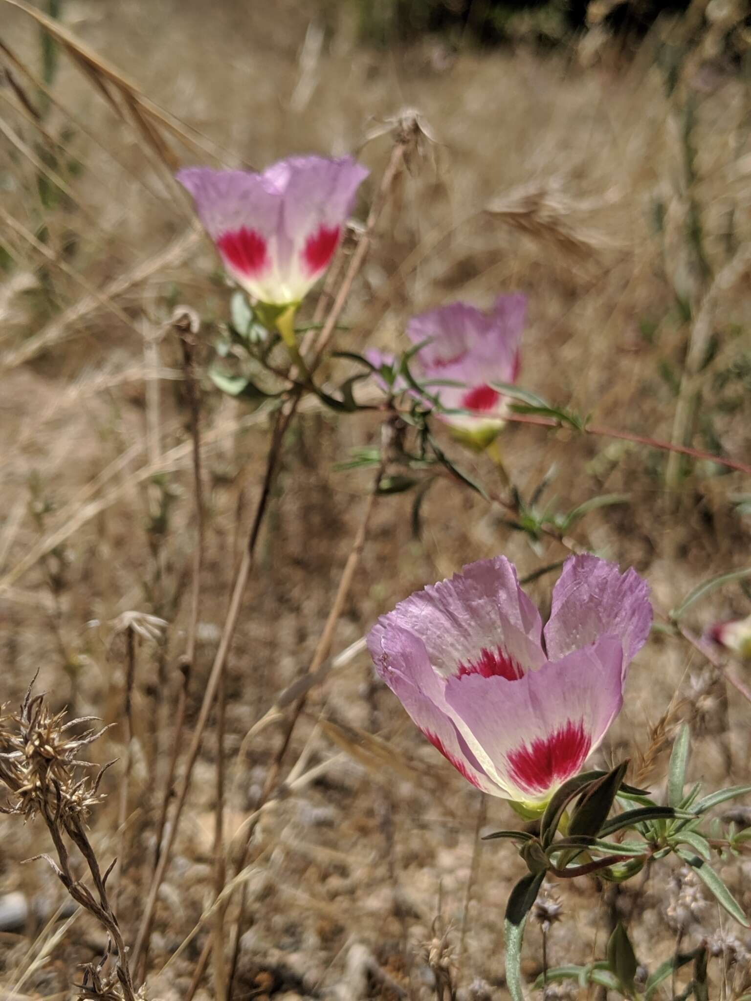 Image of redspot clarkia