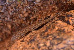 Image of Barnard’s Namib Day Gecko