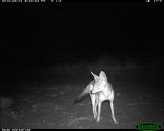 Image of Black-backed Jackal