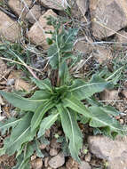 Image of serrate balsamroot