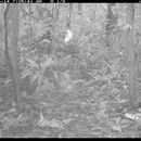 Image de écureuil roux du nord de l'Amazonie