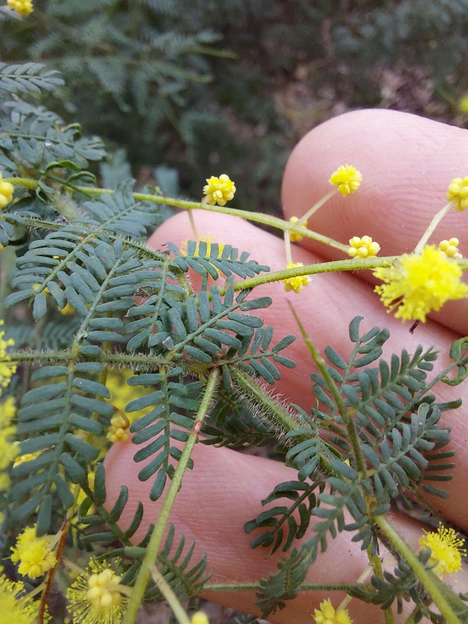 Sivun Acacia pubescens (Vent.) R. Br. kuva