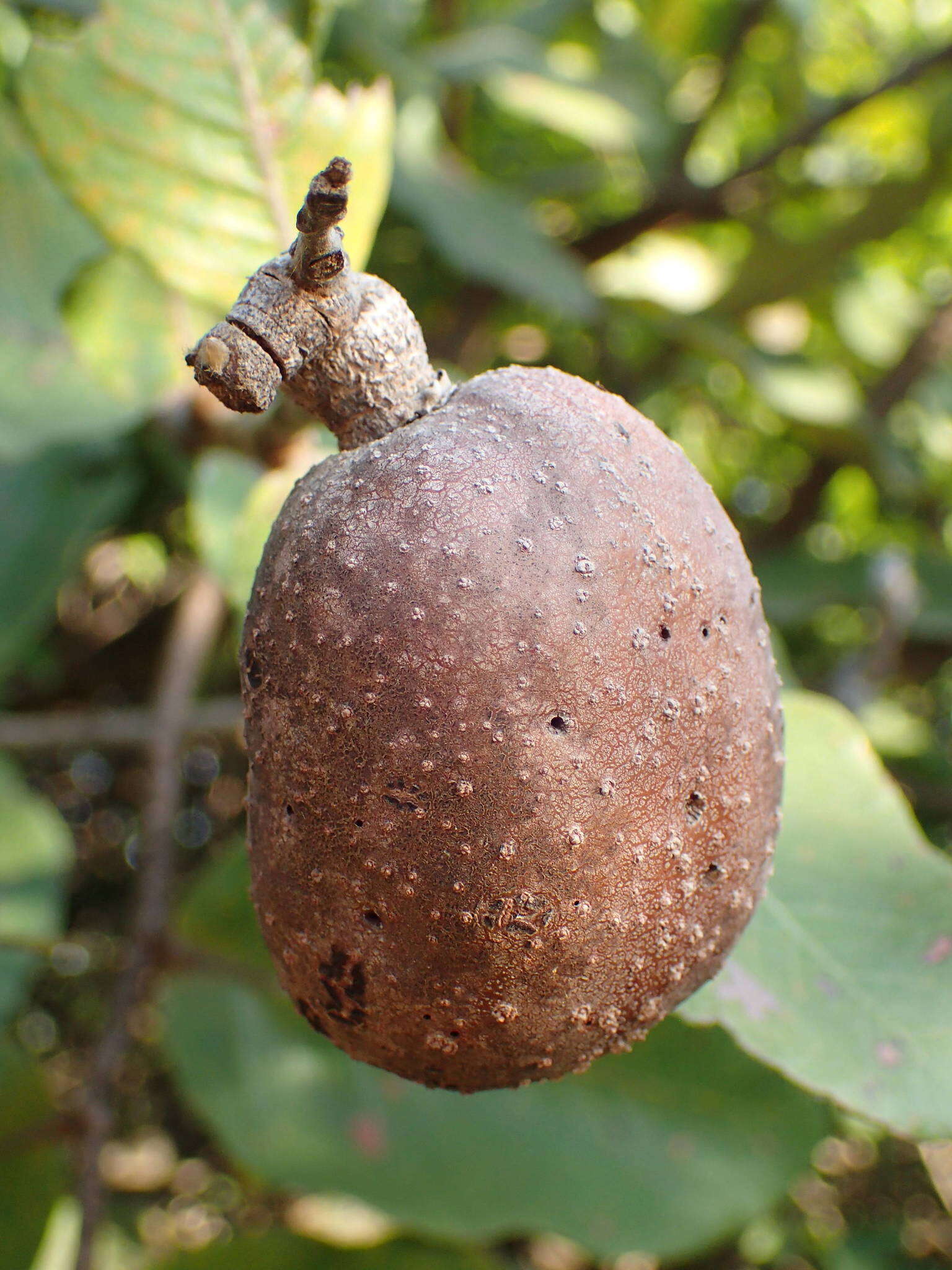 Image of Neocarya macrophylla (Sabine) Prance ex F. White