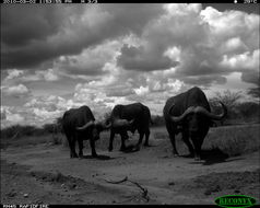 Image of African Buffalo