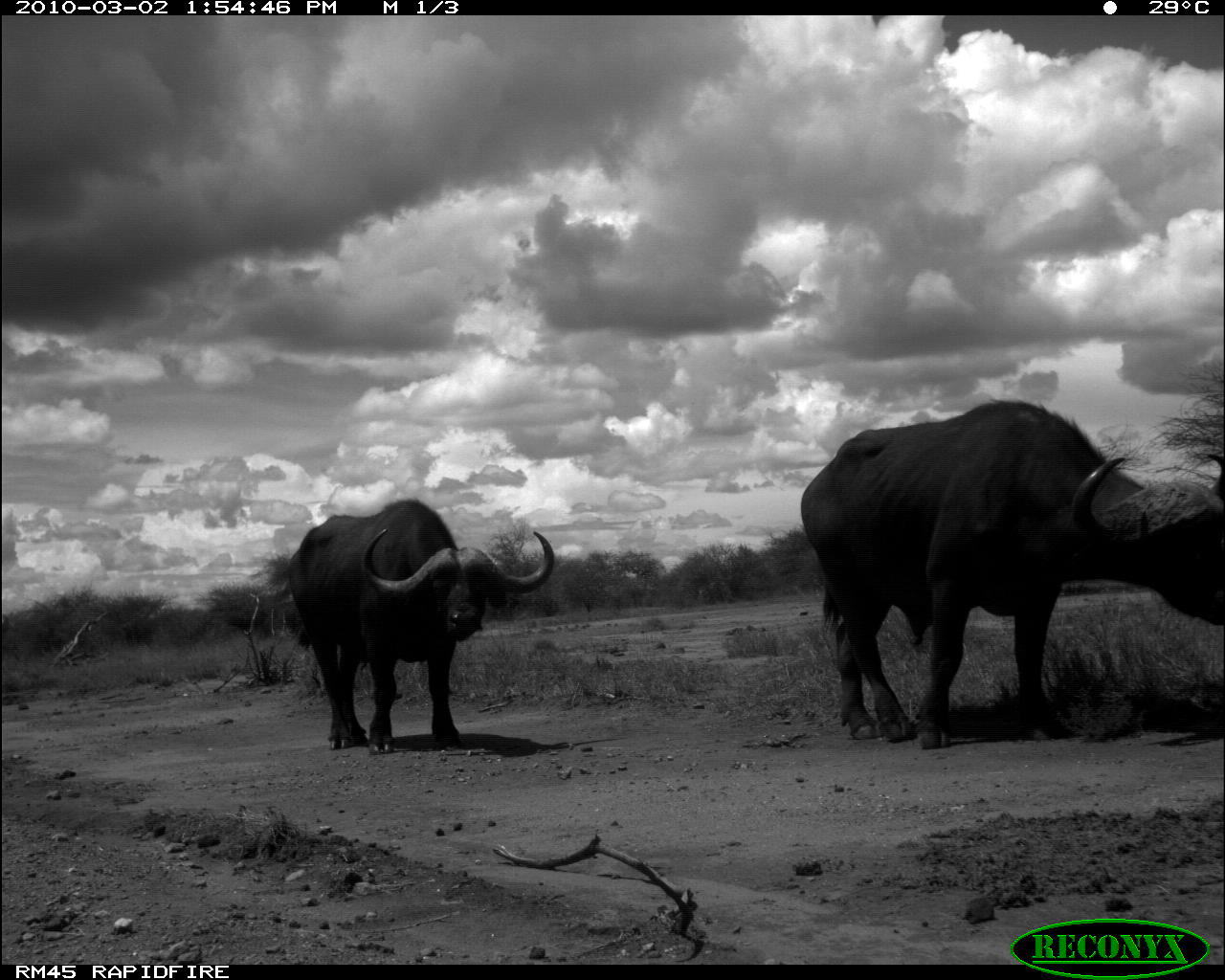 Image of African Buffalo