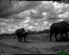 Image of African Buffalo