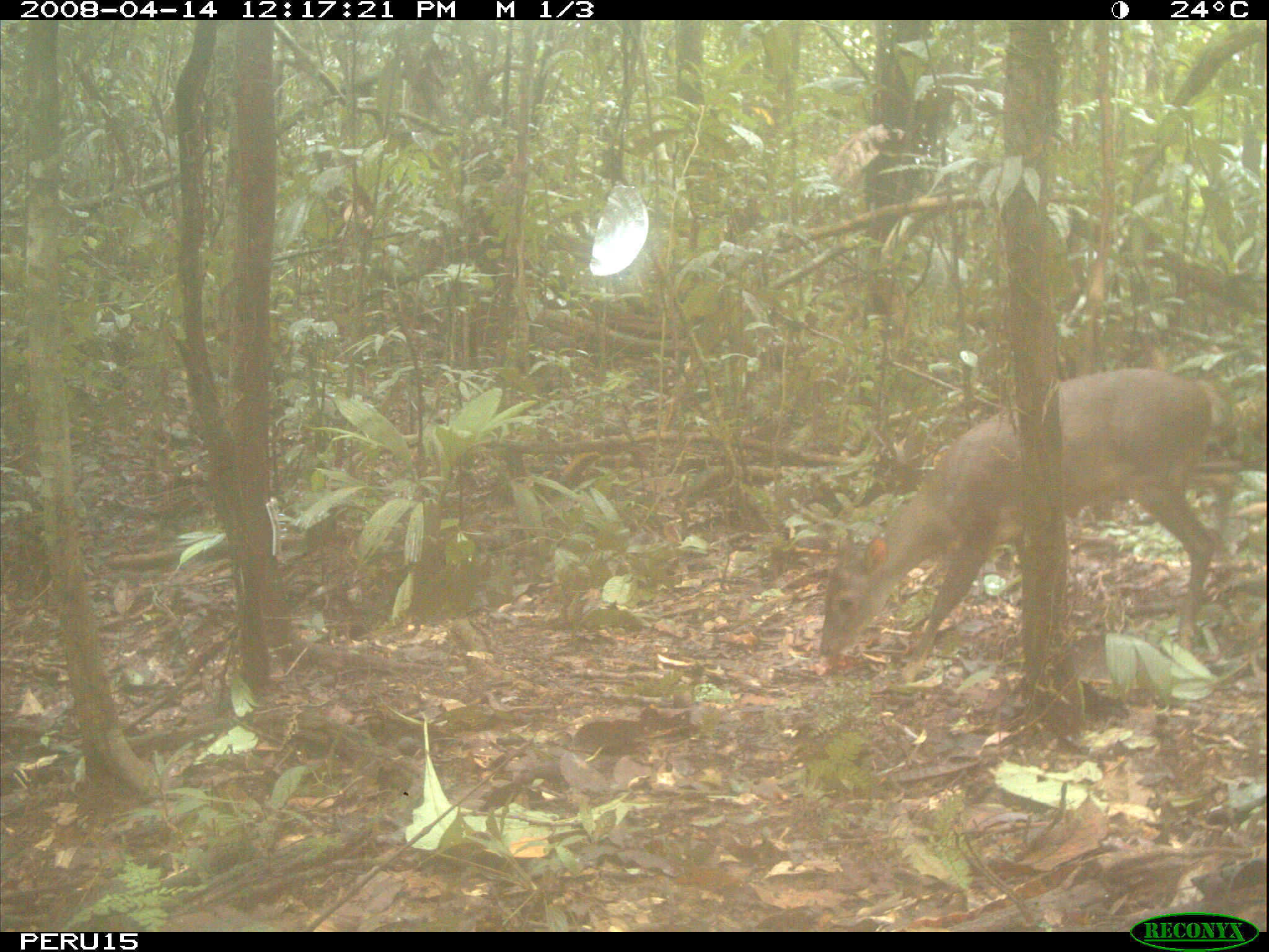 Image of South American Brown Brocket