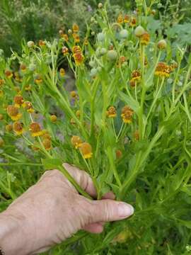 Image of smallhead sneezeweed