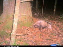 Image of Virginia Opossum