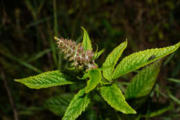 Image of herb of Gilead