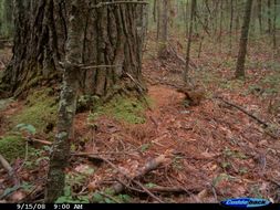 Image of Eastern Fox Squirrel