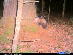 Image of Virginia Opossum