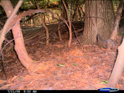 Image of Eastern Fox Squirrel