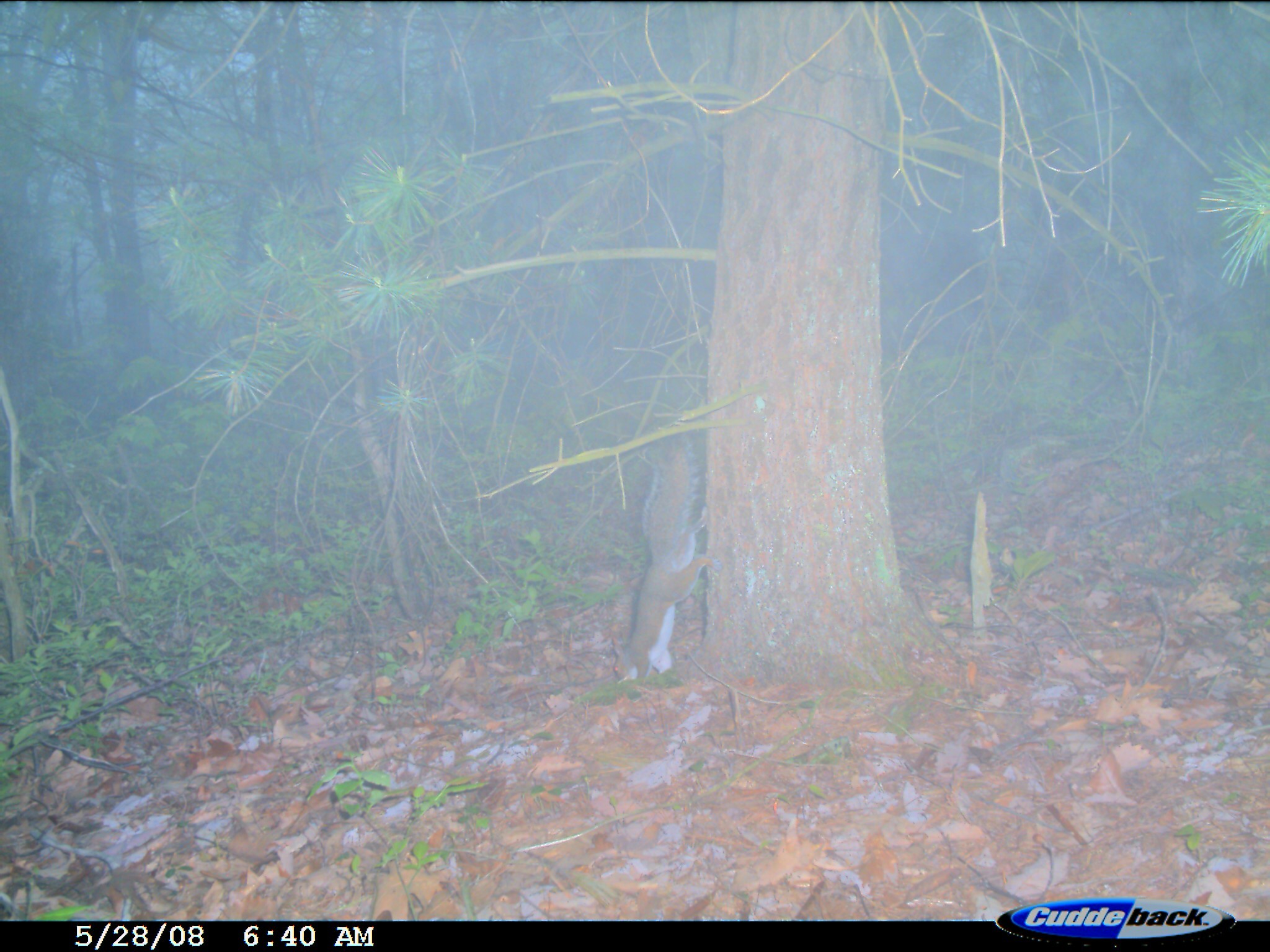 Image of Eastern Fox Squirrel