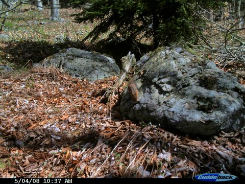 Image of Eastern American Chipmunk