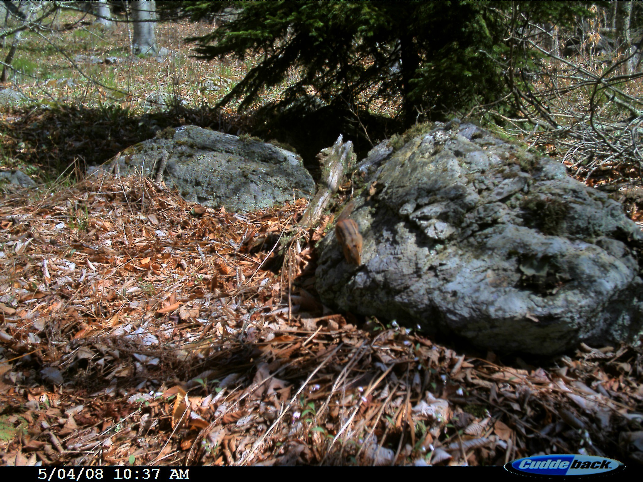 Image of Eastern American Chipmunk