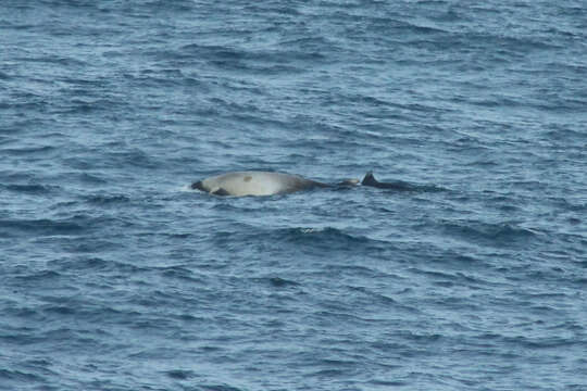 Image of Layard's Beaked Whale