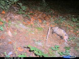 Image of Virginia Opossum