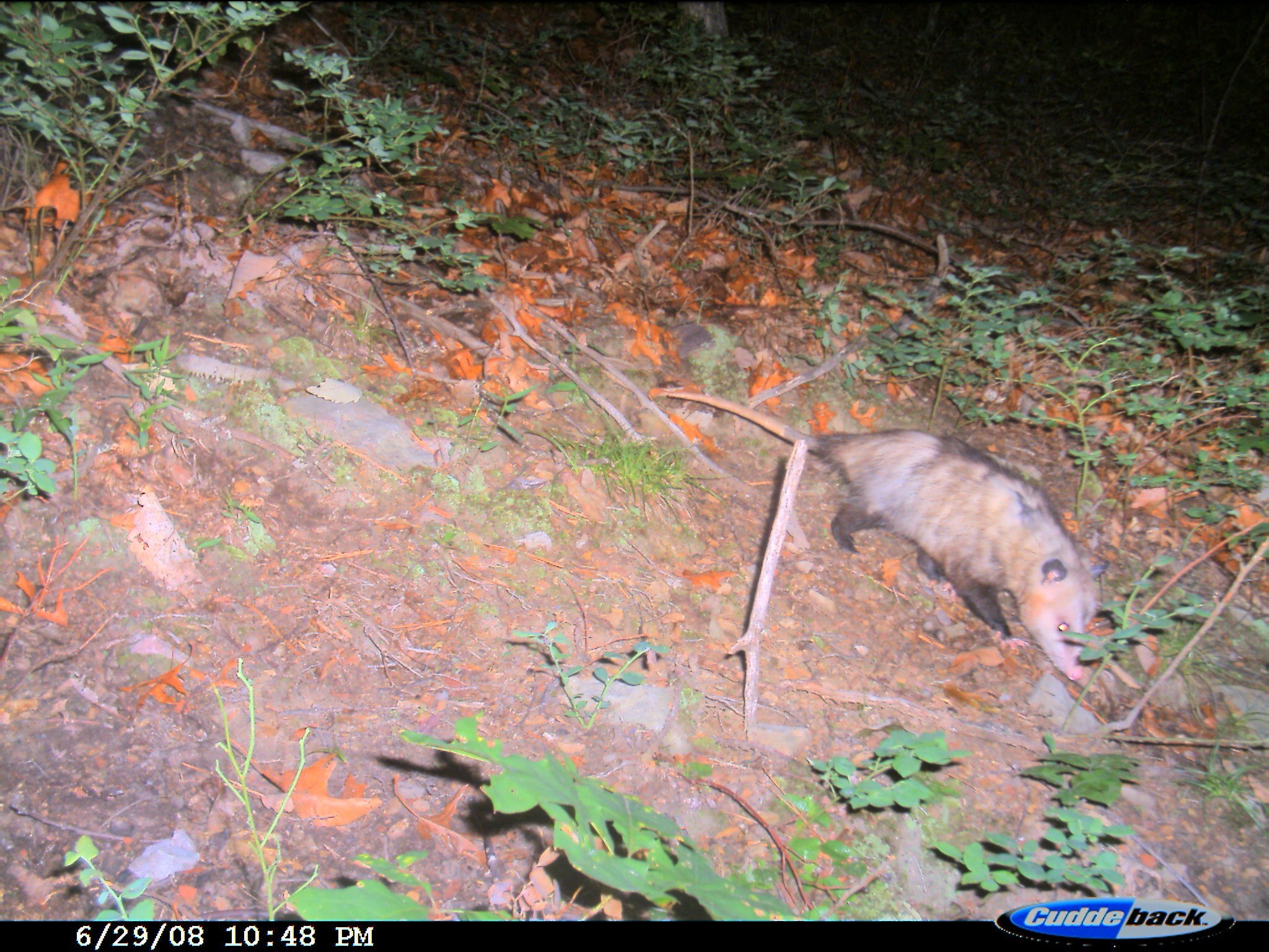 Image of Virginia Opossum