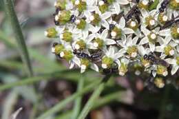 Image of Xysmalobium involucratum (E. Mey.) Decne.