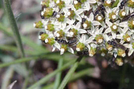 Слика од Xysmalobium involucratum (E. Mey.) Decne.