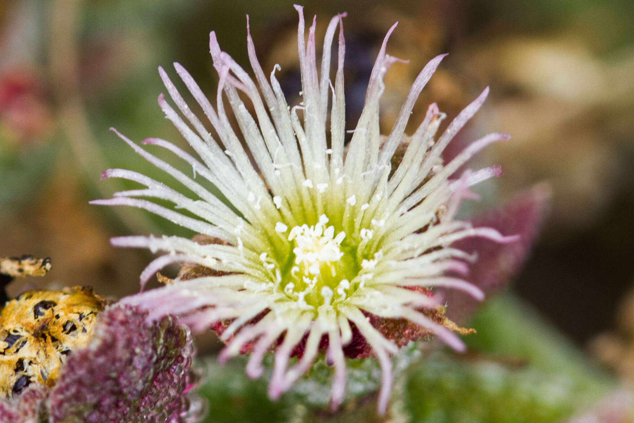 Image of common iceplant