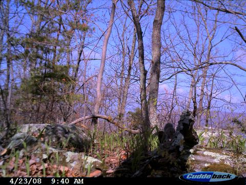 Image of eastern gray squirrel