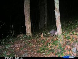 Image of Virginia Opossum