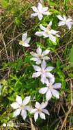 Image de Clematis cadmia Buch.-Ham. ex Wall.