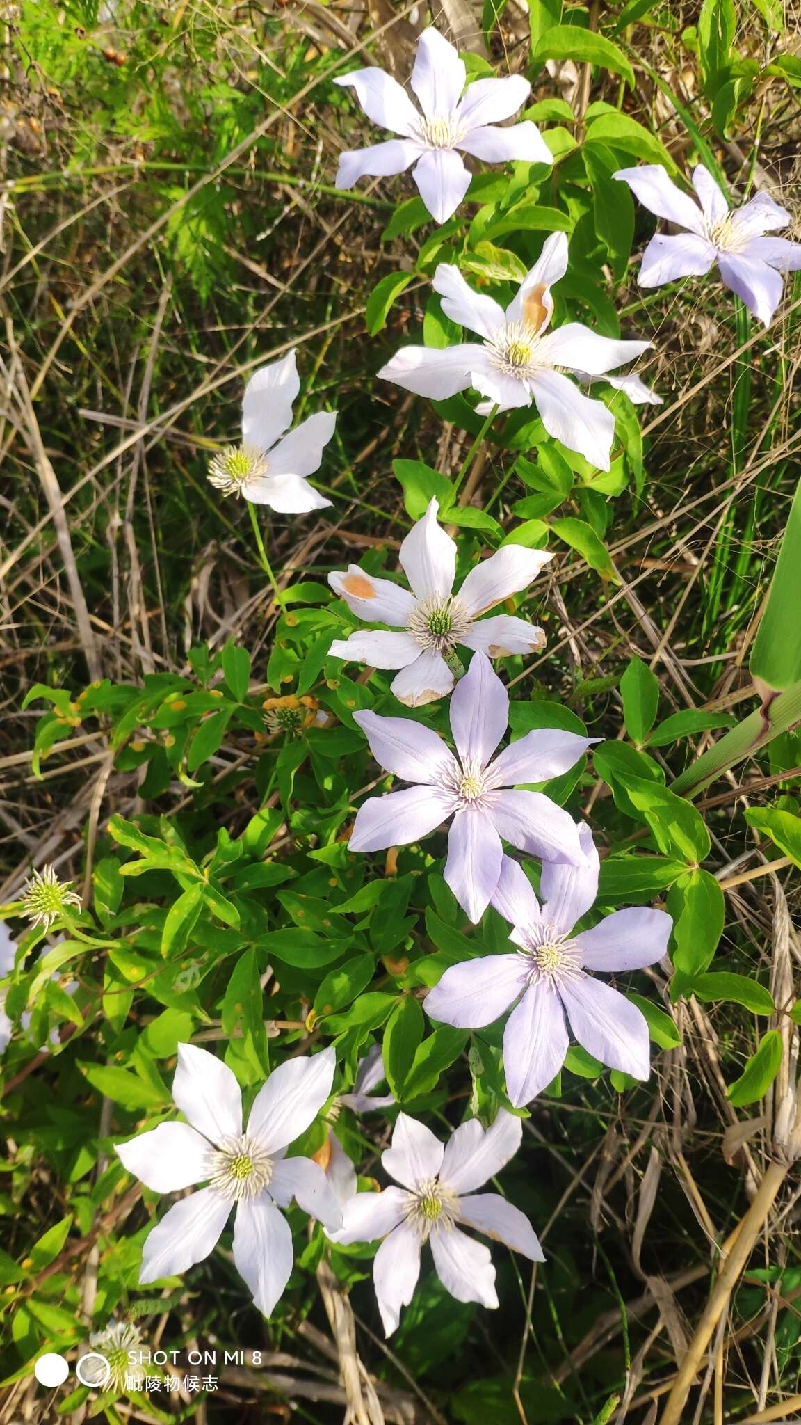 Imagem de Clematis cadmia Buch.-Ham. ex Wall.