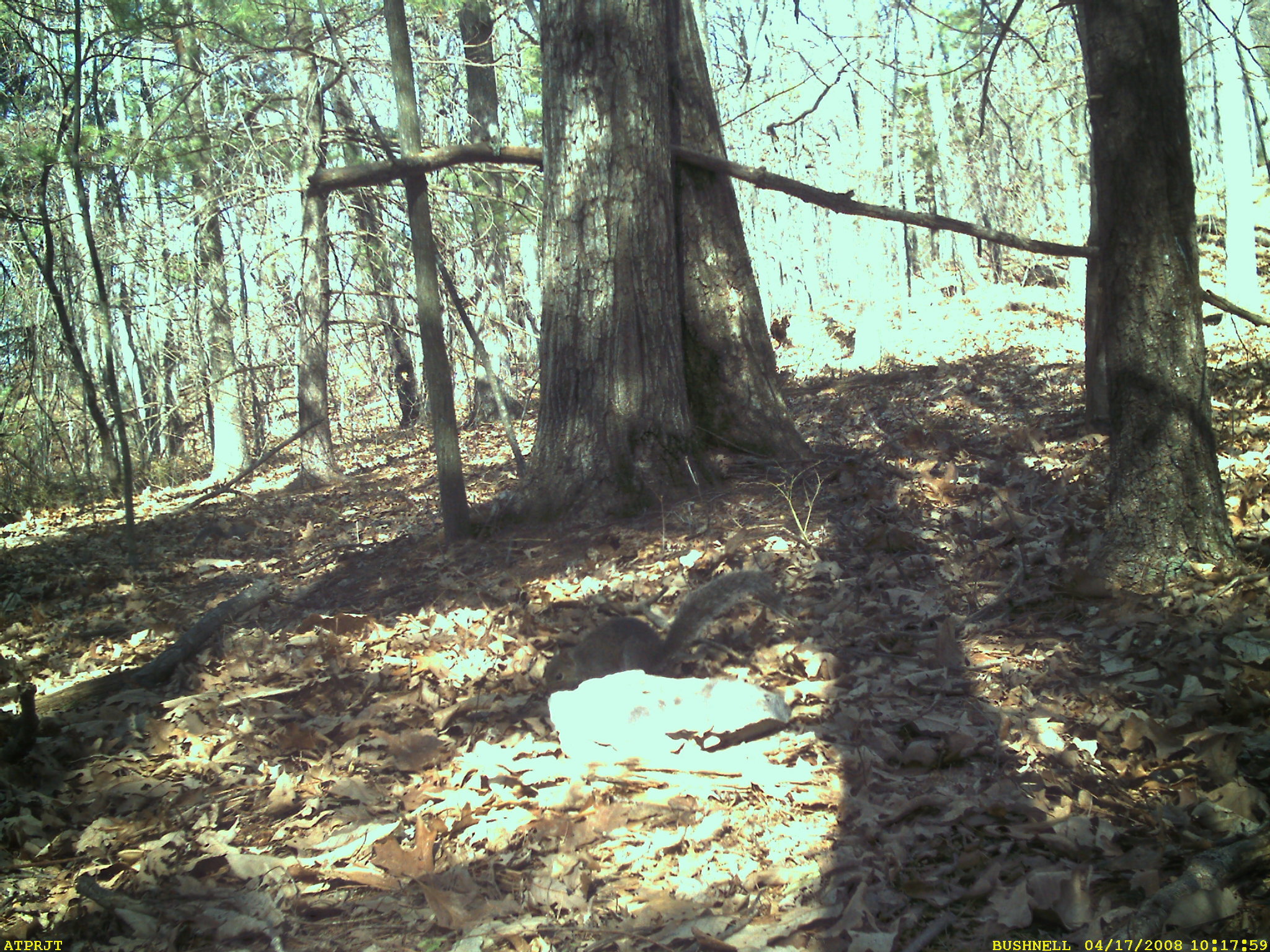 Image of eastern gray squirrel