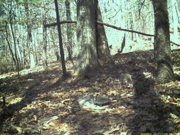 Image of eastern gray squirrel