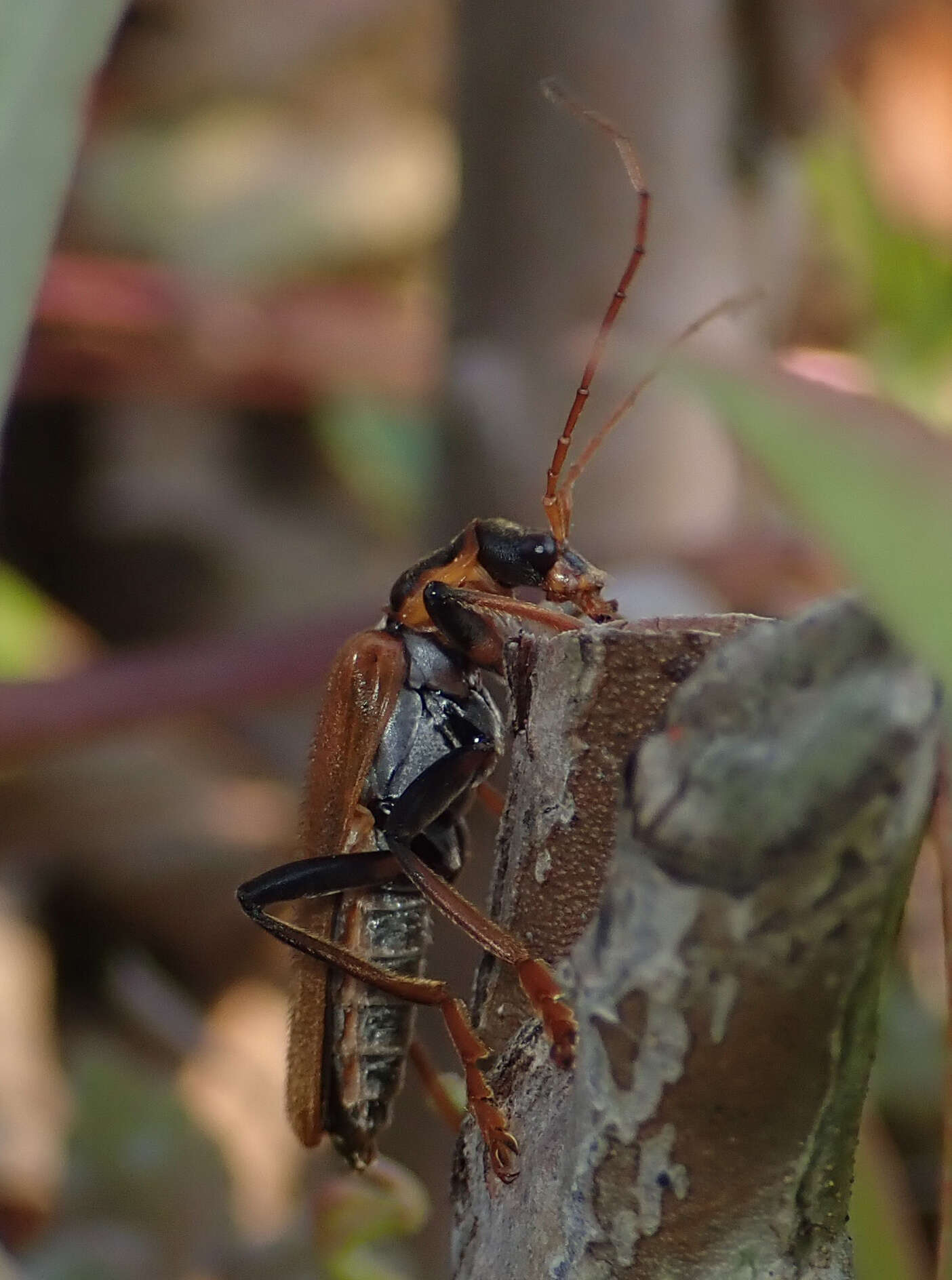 Imagem de <i>Lycocerus suturellus</i>