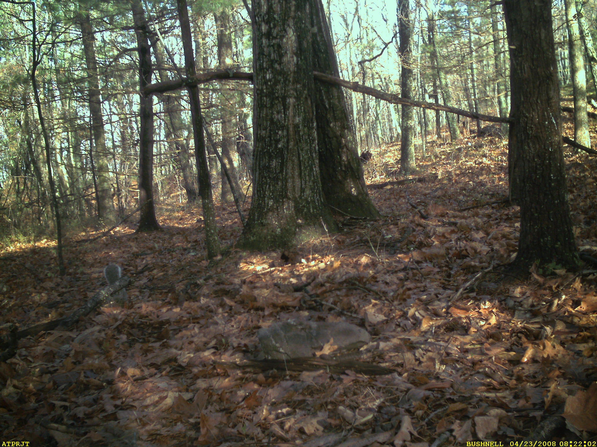 Image of eastern gray squirrel