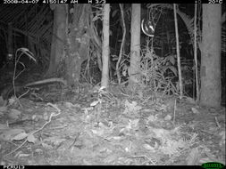 Image of Black-eared Opossum