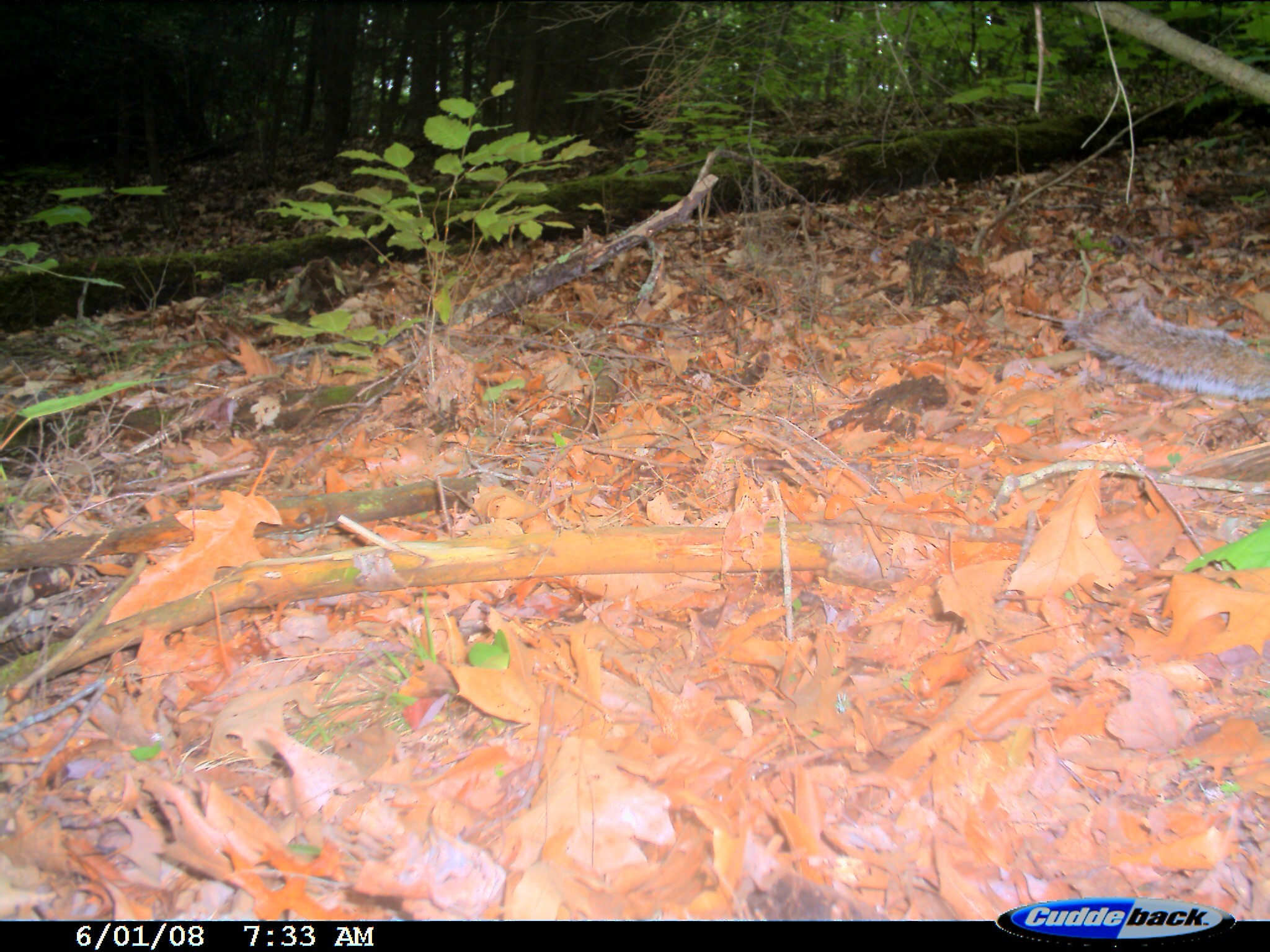 Image of eastern gray squirrel